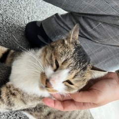 里親決まりました！幸せになれよ！！ - 猫