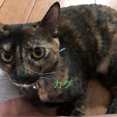 サビの一歳メス