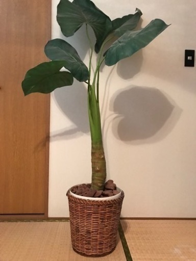フェイクグリーン　観葉植物(商談中)