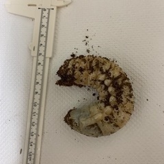 ヘラクレスオオカブト　3齢幼虫