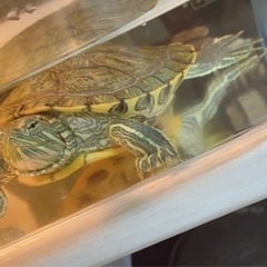 子亀🐢