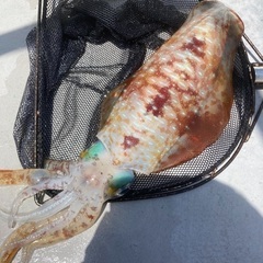 ディープエギング興味ある方いますか