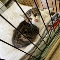至急!!メスの子猫です！