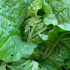 採れたてをご用意！旬の秋冬野菜②の画像