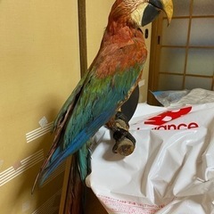 ベニコンゴウインコの剥製　有難うございました！