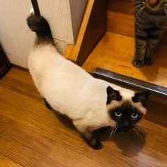 シャムっぽい男の子  生後7ヶ月くらい