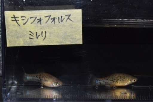 熱帯魚入荷　アピスト類多数
