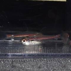 熱帯魚入荷　アピスト類多数