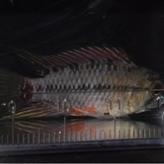 熱帯魚入荷　アピスト類多数その2の画像