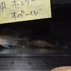 熱帯魚入荷　アピスト類多数その2の画像