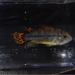 熱帯魚入荷　アピスト類多数その2