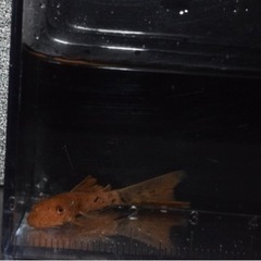 熱帯魚入荷　アピスト類多数その2の画像