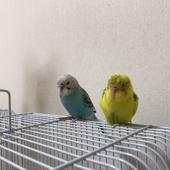 セキセイインコの里親を探しています。