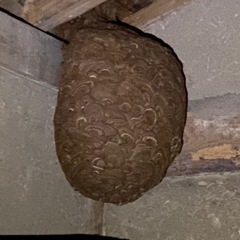害虫、害獣を駆除するお仕事です‼️