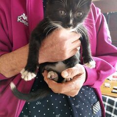 可愛い子猫をもらってください～優しい里親様見つかりました!!　あ...