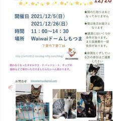 保護猫譲渡会:waiwaiドームしもつま12/5