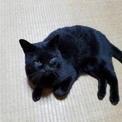 迷い猫 探しています！大分市宮河内杵河内です。※愛護センターなら...
