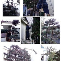 庭の手入れ　木の剪定伐採　除草致します/所沢市　川越市志木市新座...