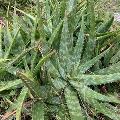 アロエ、多肉植物