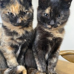 サビ子猫2匹