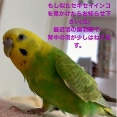 迷子インコを探してます(泣)