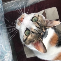 8才メス雑種猫です