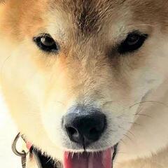 #迷子犬 #太白区 #日本平 #八木山