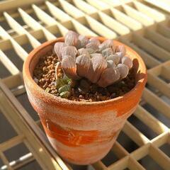 多肉植物(鉢付)ハオルチア／青雲の舞★終了致しました★の画像