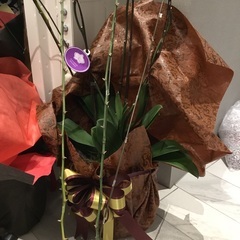 胡蝶蘭の株譲ります。
