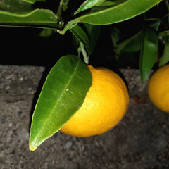甘夏みかん　の画像