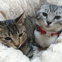 キジトラサバトラ仲良し兄弟 − 福岡県