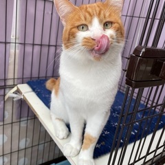 おっとり、のんびりしていて、甘えん坊の茶太郎くんです。