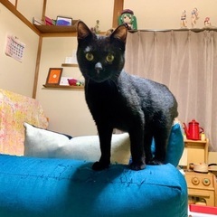 【募集終了】1歳のイケメン黒猫♂（白血病キャリア）
