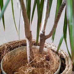 観葉植物☆ドラセナコンシンネ5号鉢　おしゃれな鉢カバー付きの画像