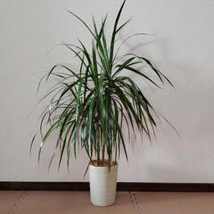 観葉植物☆ドラセナコンシンネ5号鉢　おしゃれな鉢カバー付きの画像