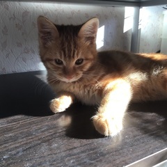 [募集停止中] 子猫3匹里親募集