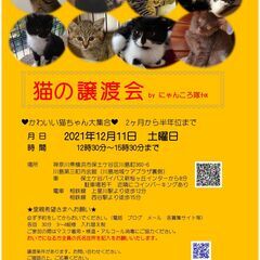 12/11　猫の譲渡会　by にゃんころ隊
