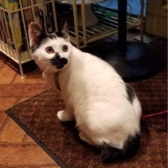 ワクチン、血液検査済み。よく慣れた保護猫♀です。
