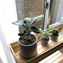 🪴観葉植物譲ってくれませんか🪴