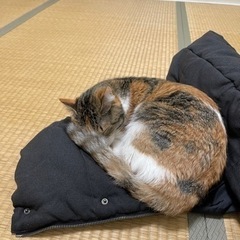 仕事の都合で飼えないアパートに引っ越すことになったので里親さんを...