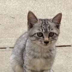 サバトラオスです。