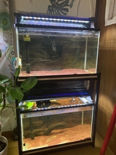 60センチ　水槽　2つ　gex 水槽台