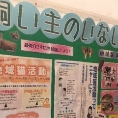 飼い主のいない猫に、温かいハウスを作ってあげましょう − 東京都
