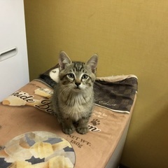 オスのキジ子猫里親さん募集！　里親さん決定！