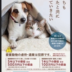 飼い主のいない猫に、温かいハウスを作ってあげましょう - 手伝って/助けて