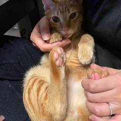 とっても元気なオスの茶トラです