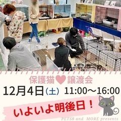 保護猫♡譲渡会in福岡市南区＊20匹の保護猫が大集合！