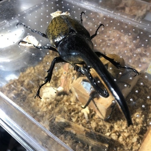 ヘラクレスオオカブト