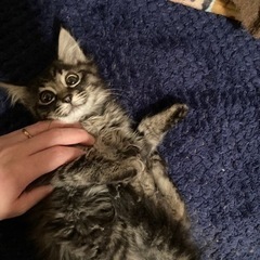 ２か月　メスちゃん