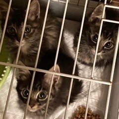 オス仔猫　２か月★里親様　決まりました★